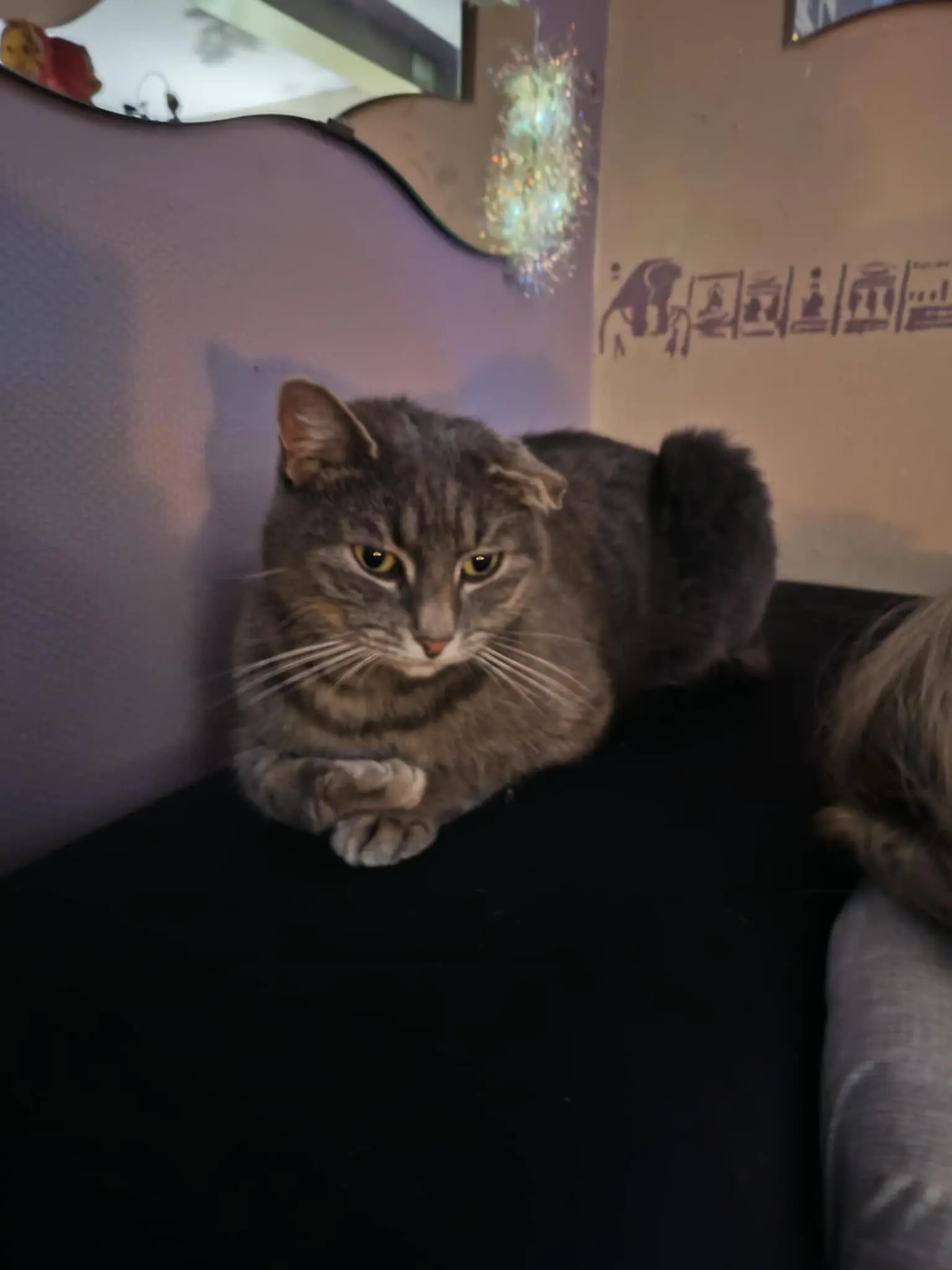 chatte lost   7100 La Louvière Shenzy