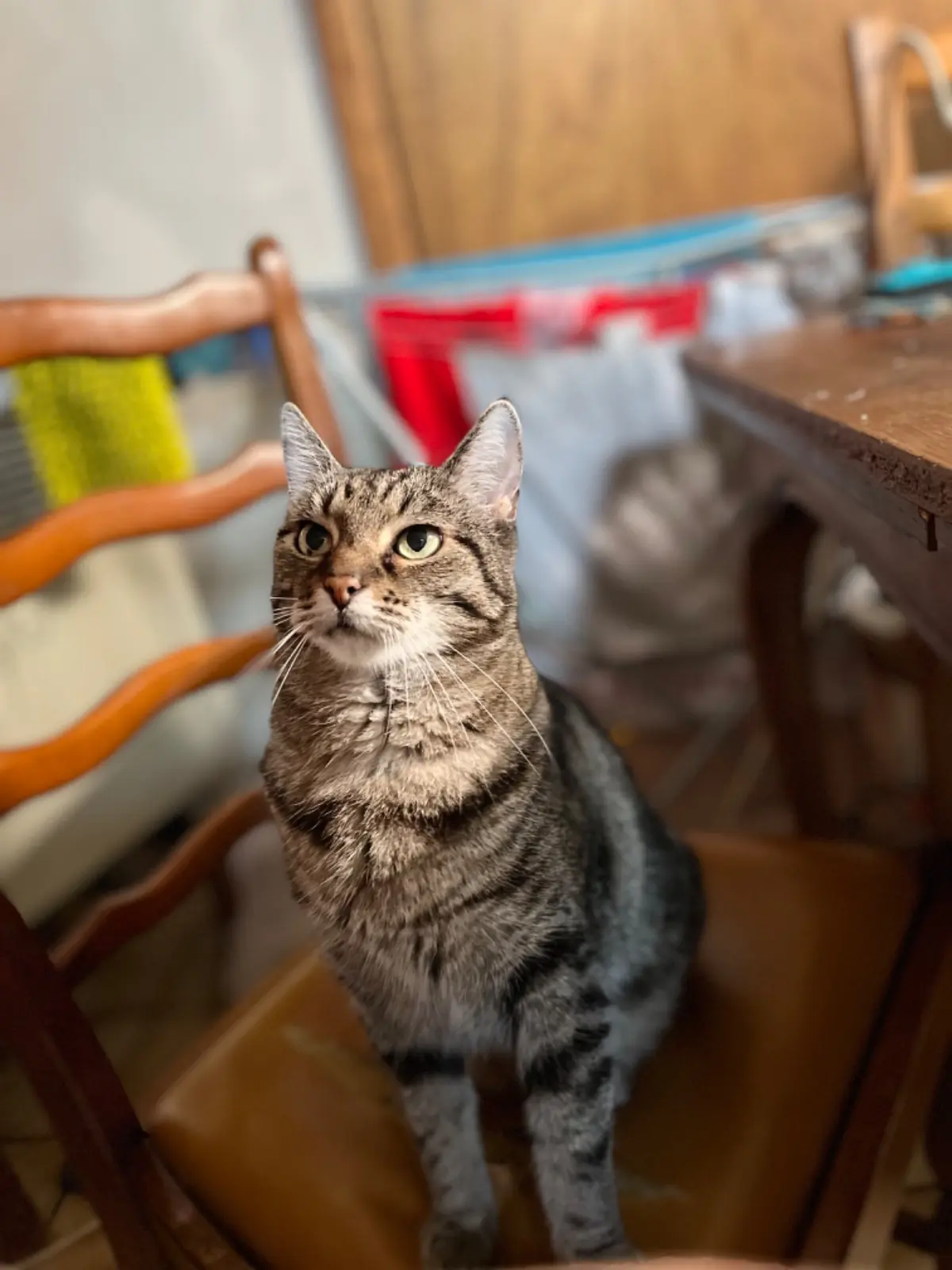 chatte lost    Binche Sugar (chougar)