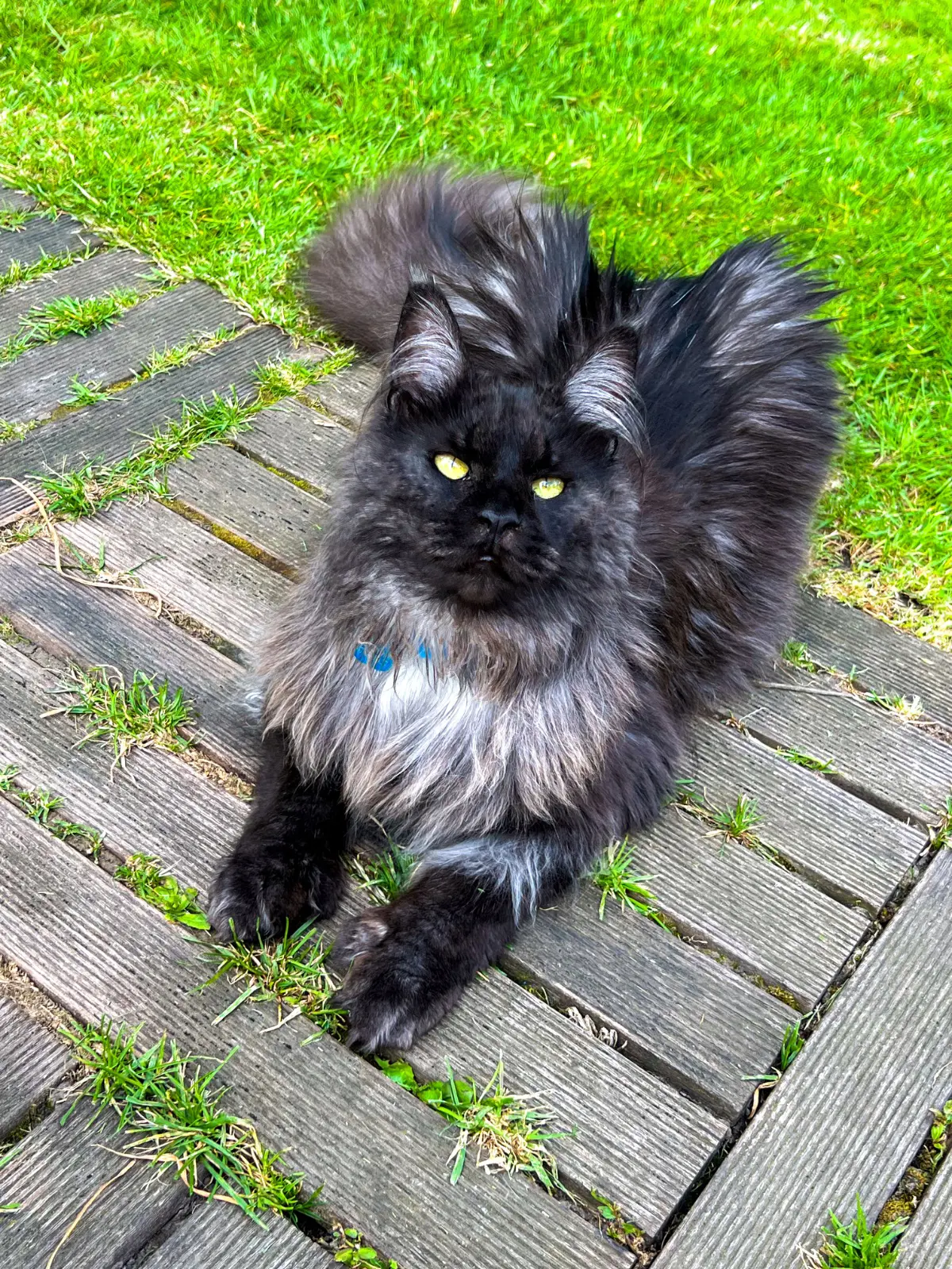 chatte lost   7100 La Louvière Tchipie