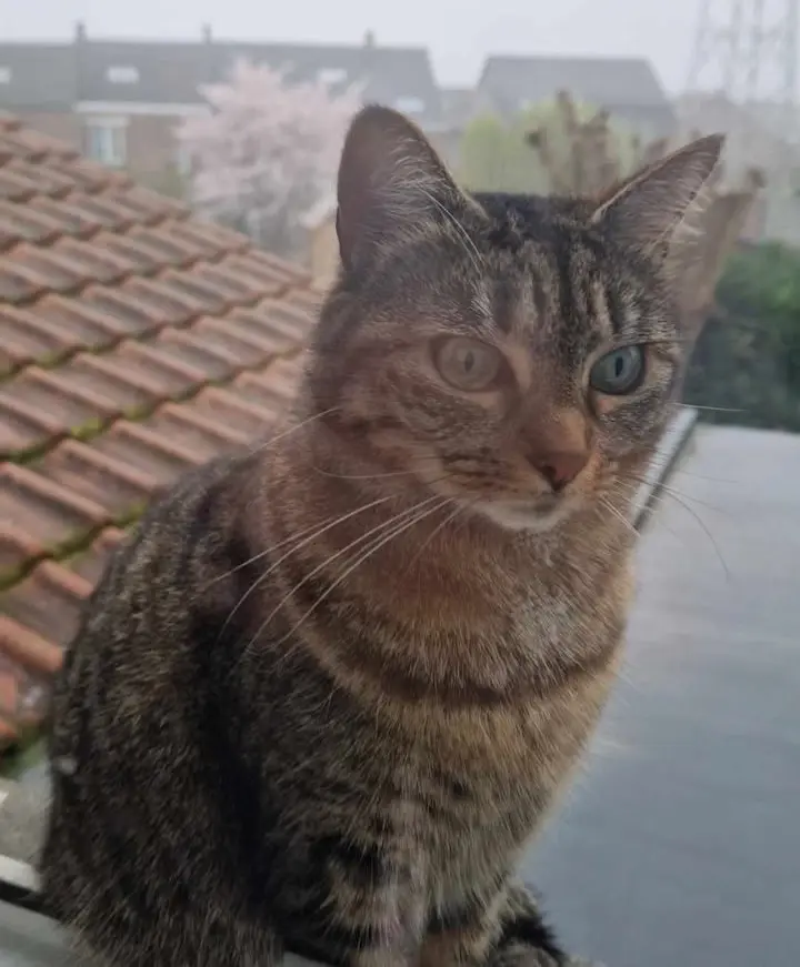chatte lost    Morlanwelz Yassou