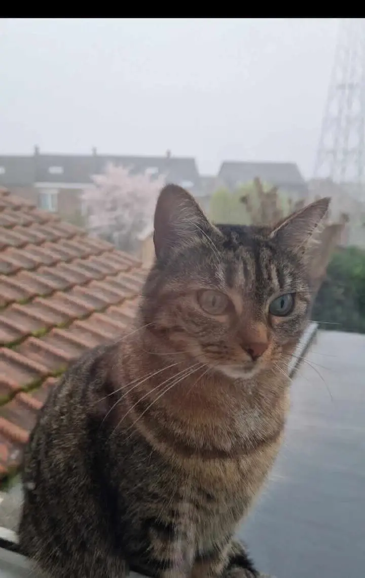 chatte lost    Morlanwelz Yassou