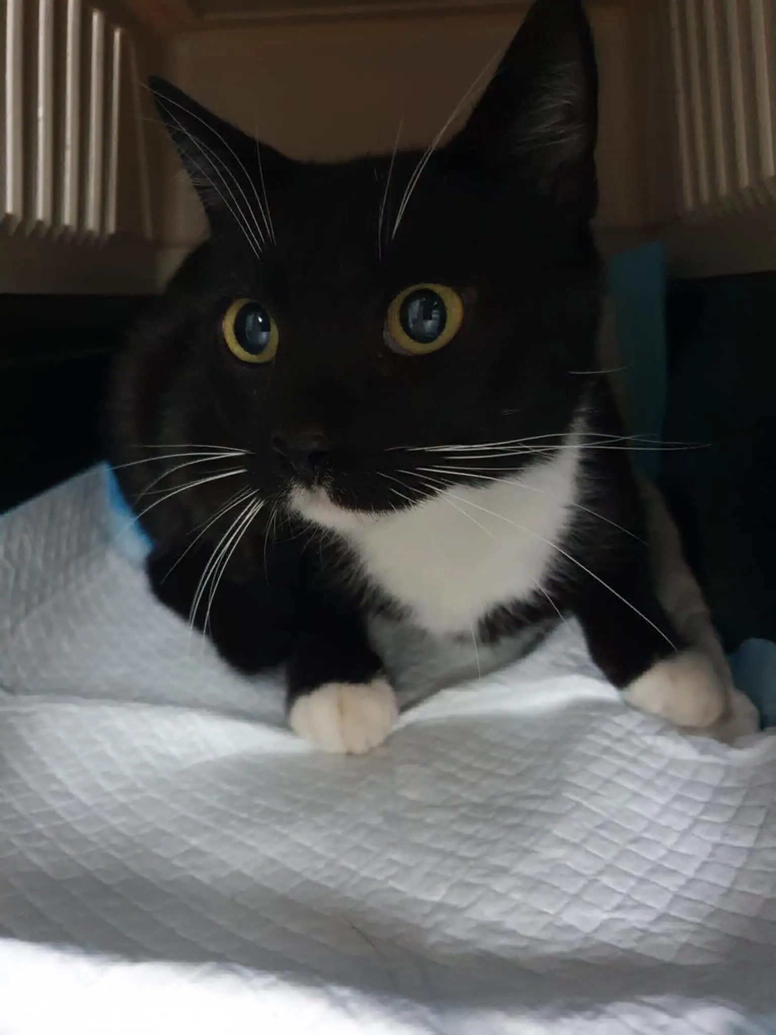 chatte lost     Balzane