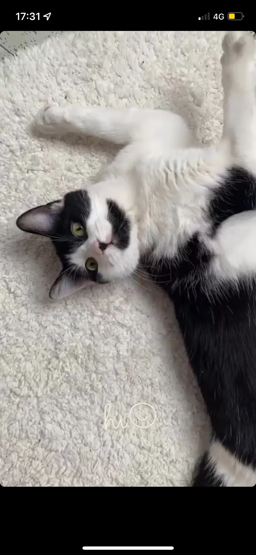 chatte lost   7340 Colfontaine Bichette