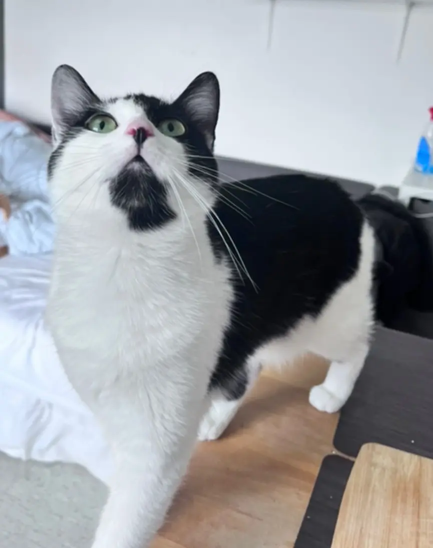 chatte lost   7340 Colfontaine Bichette