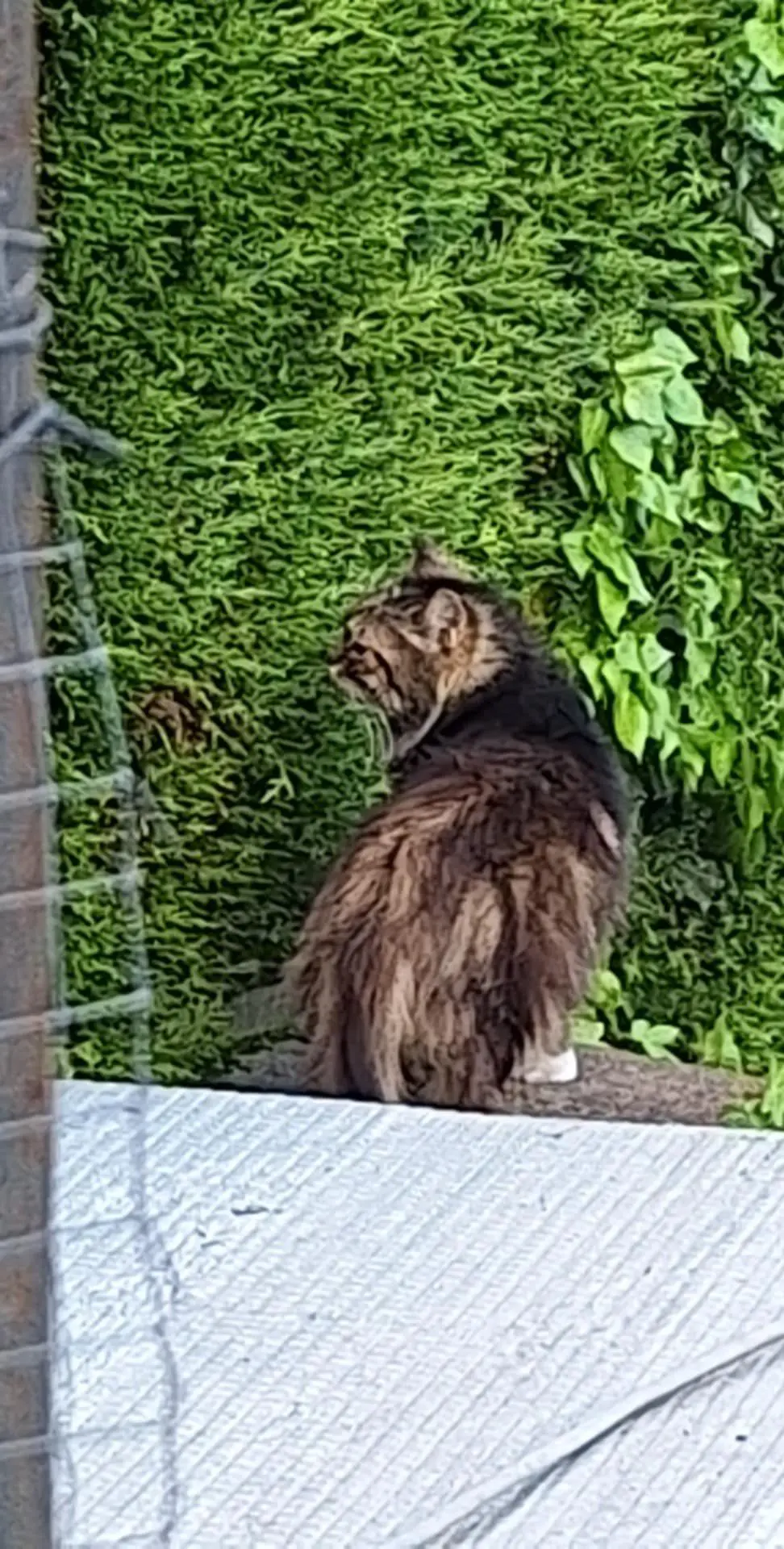 chatte lost     Bidoche