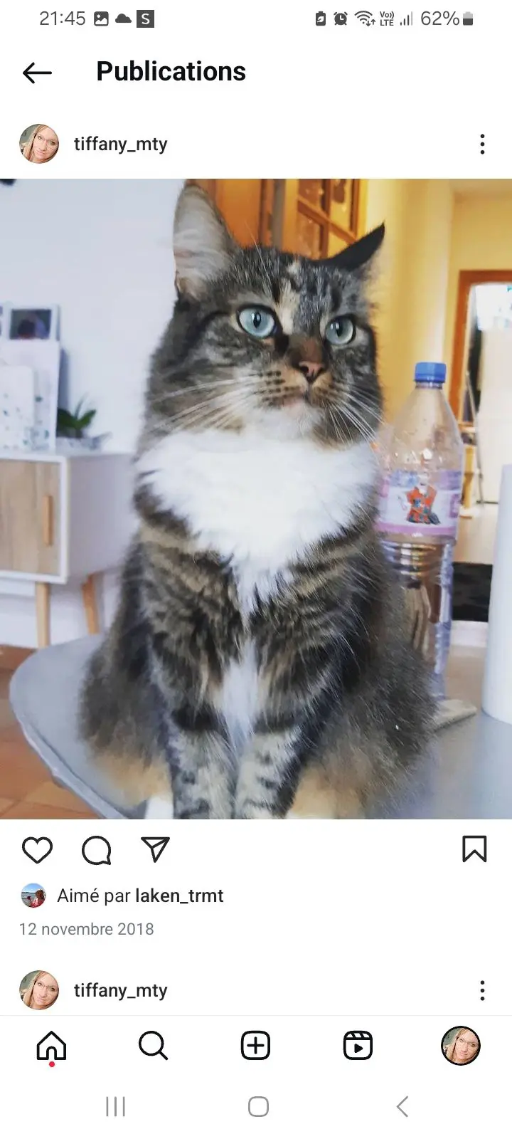 chatte lost   7370 Dour Chanel