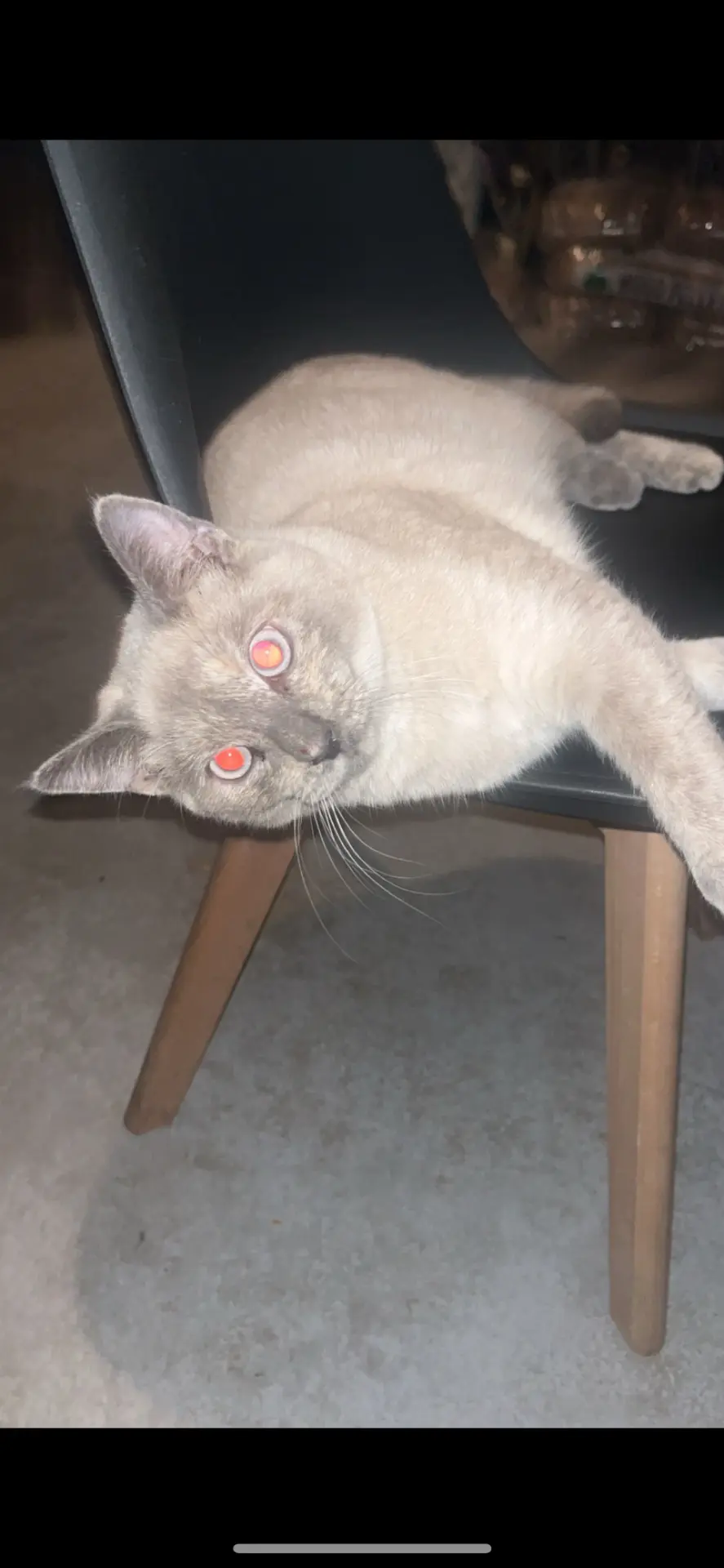 chatte lost   7387 Angreau Ice