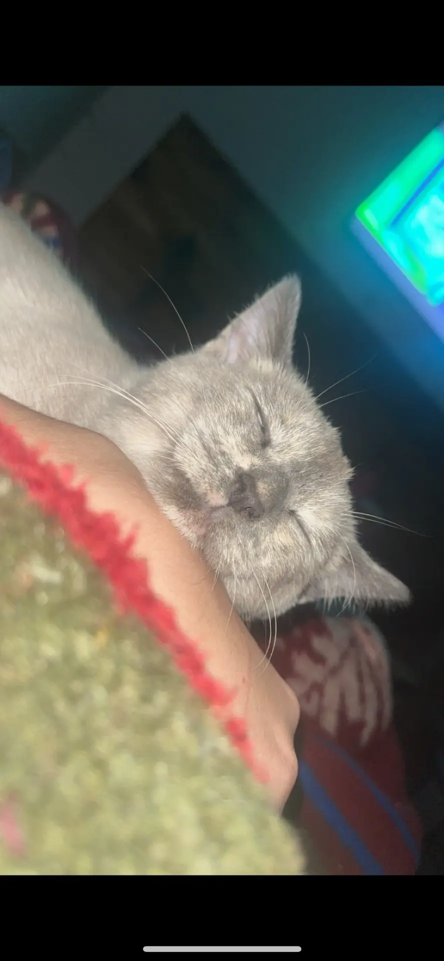 chatte lost   7387 Angreau Ice