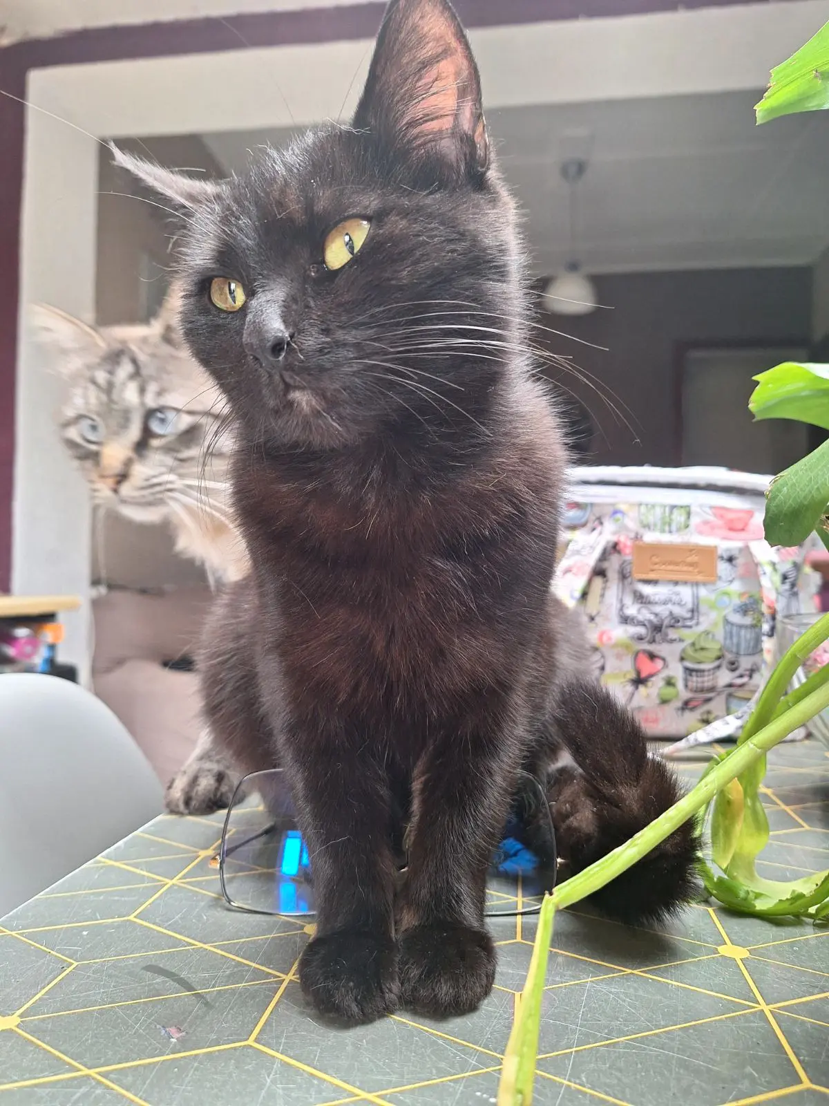 chatte lost     Luna