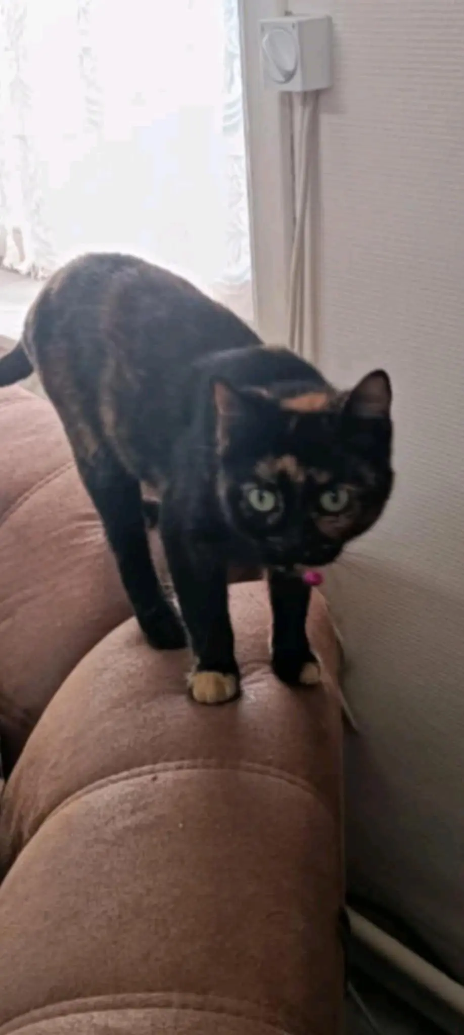 chatte lost   7340 Colfontaine Luna