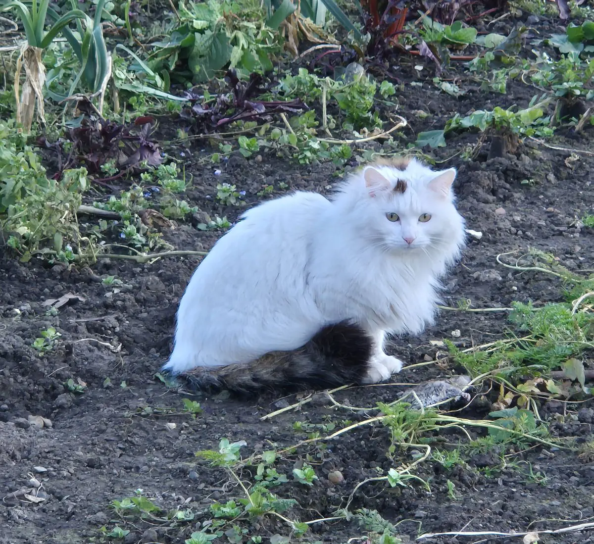 chatte lost   7390 Quaregnon Mam'zelle