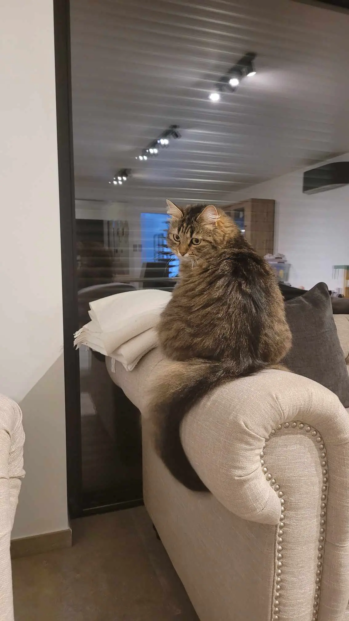 chatte lost     Mia