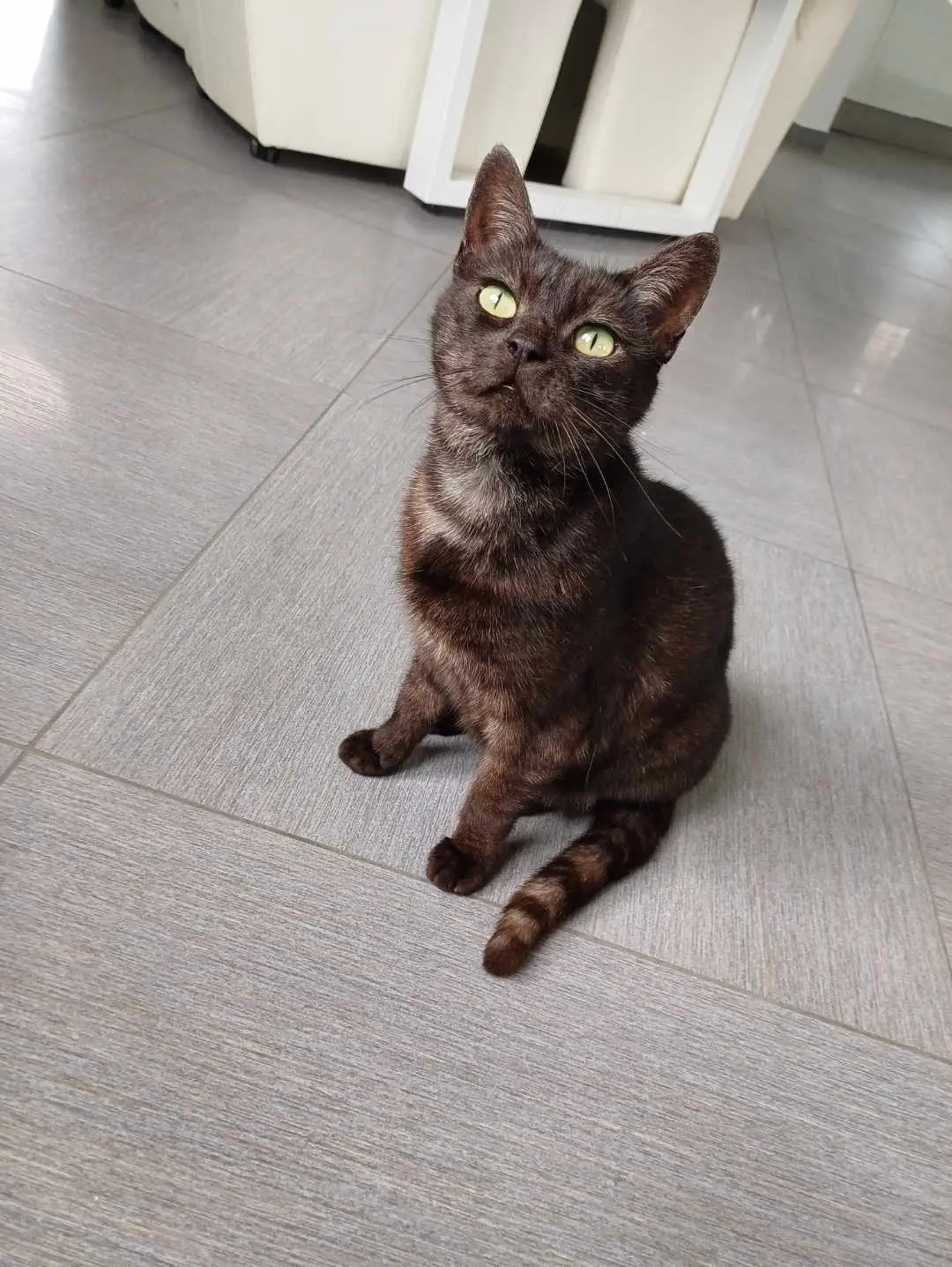 chatte lost   7390 Quaregnon Mimi