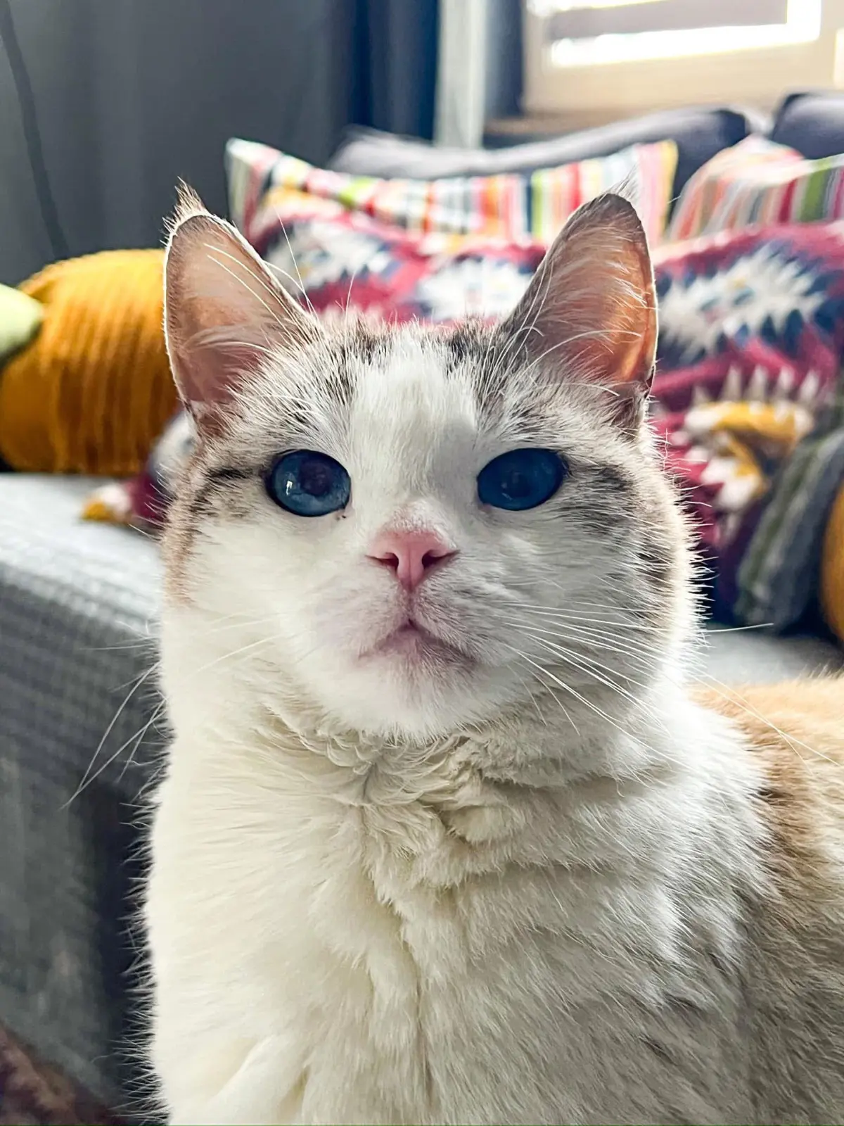 chatte lost  Rue d'Herchies 7011 Ghlin Asia