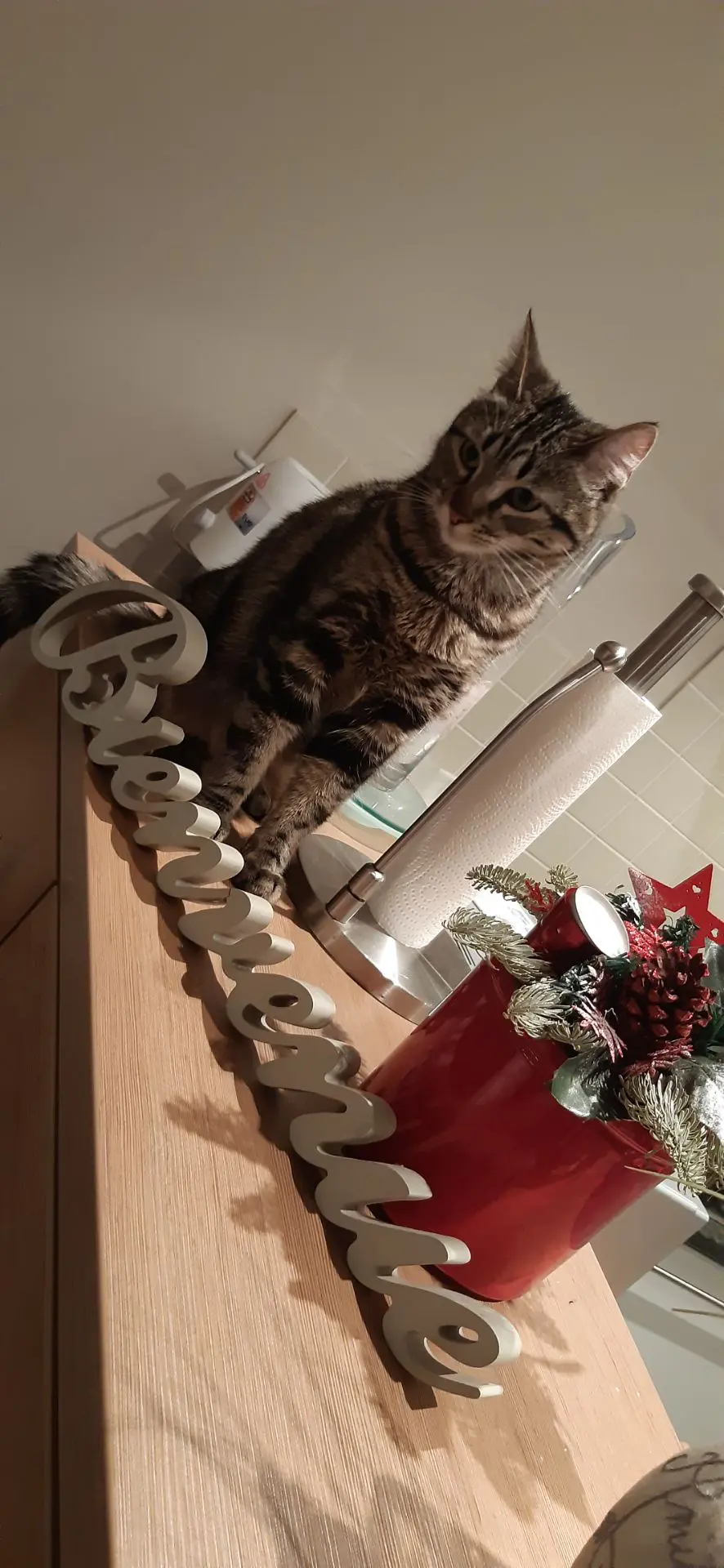 chatte lost    Hyon Happy