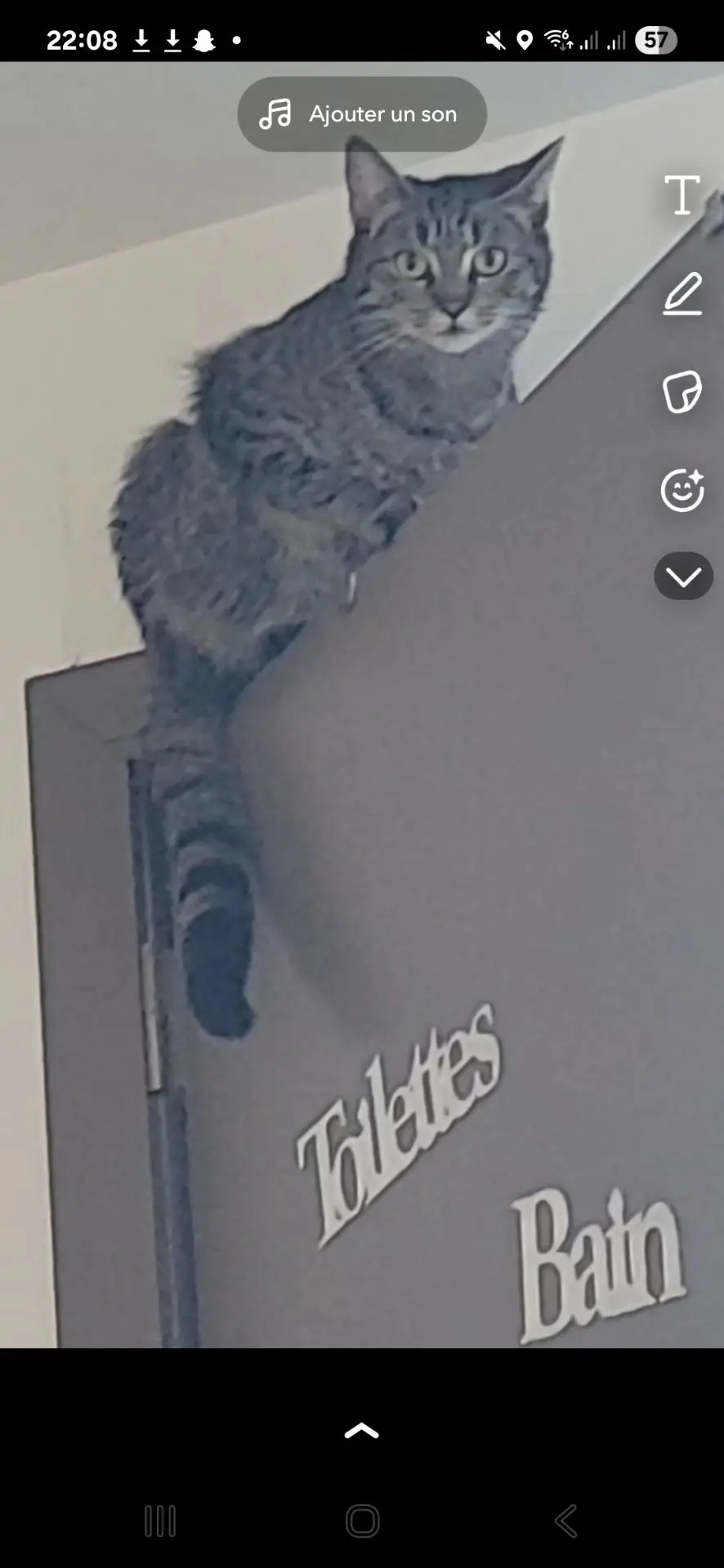chatte lost    Mons Kira