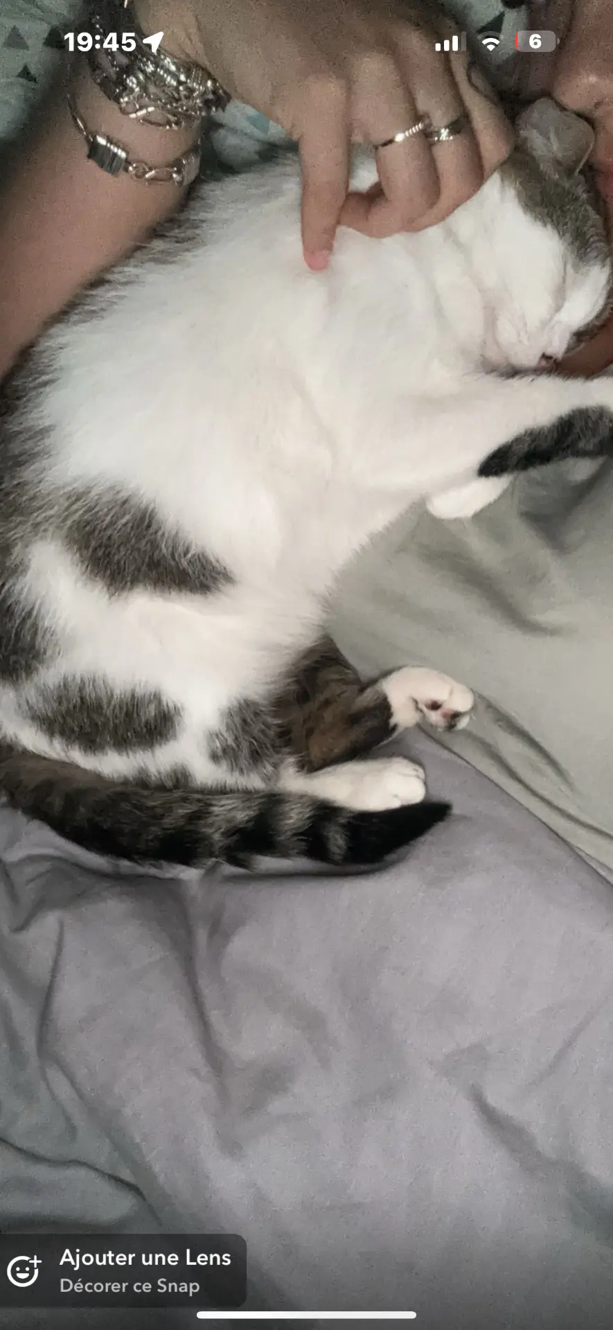 chatte lost    Flénu Kira