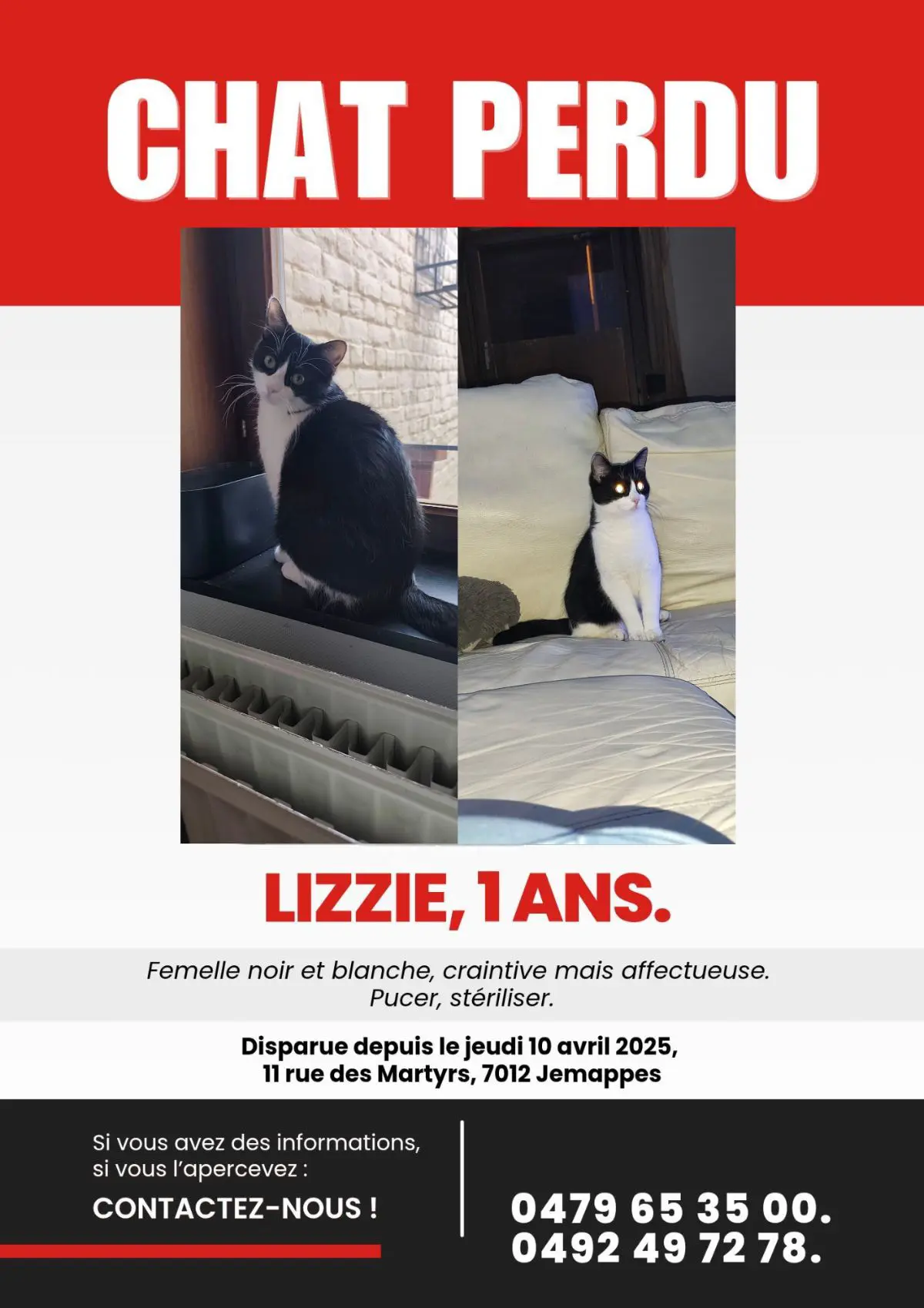 chatte lost  Place de Jéricho 7012 Jemappes Lizzie