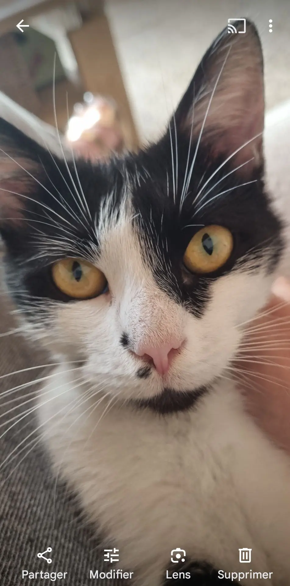 chatte lost    Flénu Pitchoune