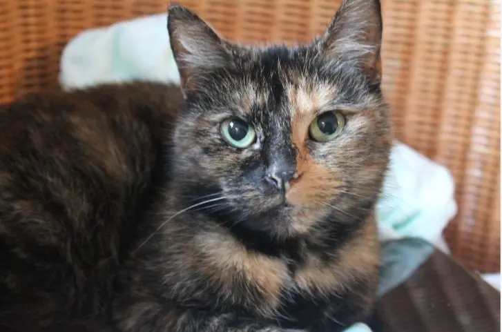 chatte lost  Place de Jéricho 7012 Jemappes Ruby