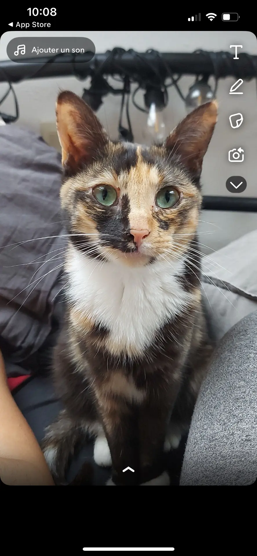chatte lost    Flénu Shynna