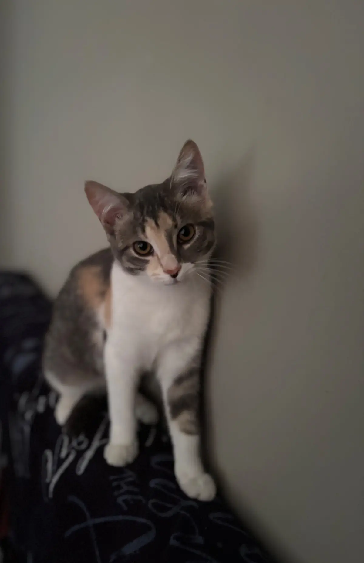 chatte lost    Hyon Vega