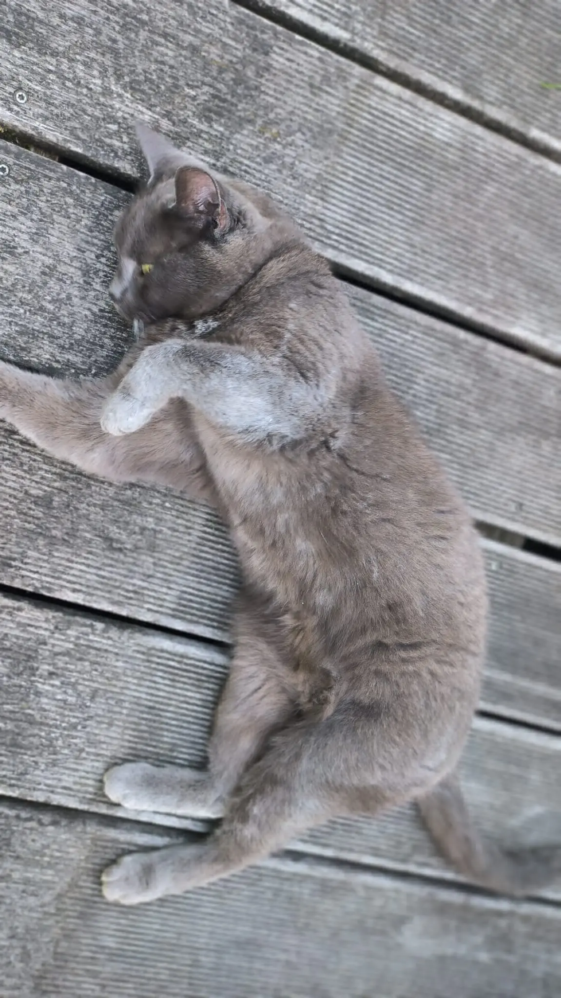 chatte lost   7340 Wasmes Moumousse