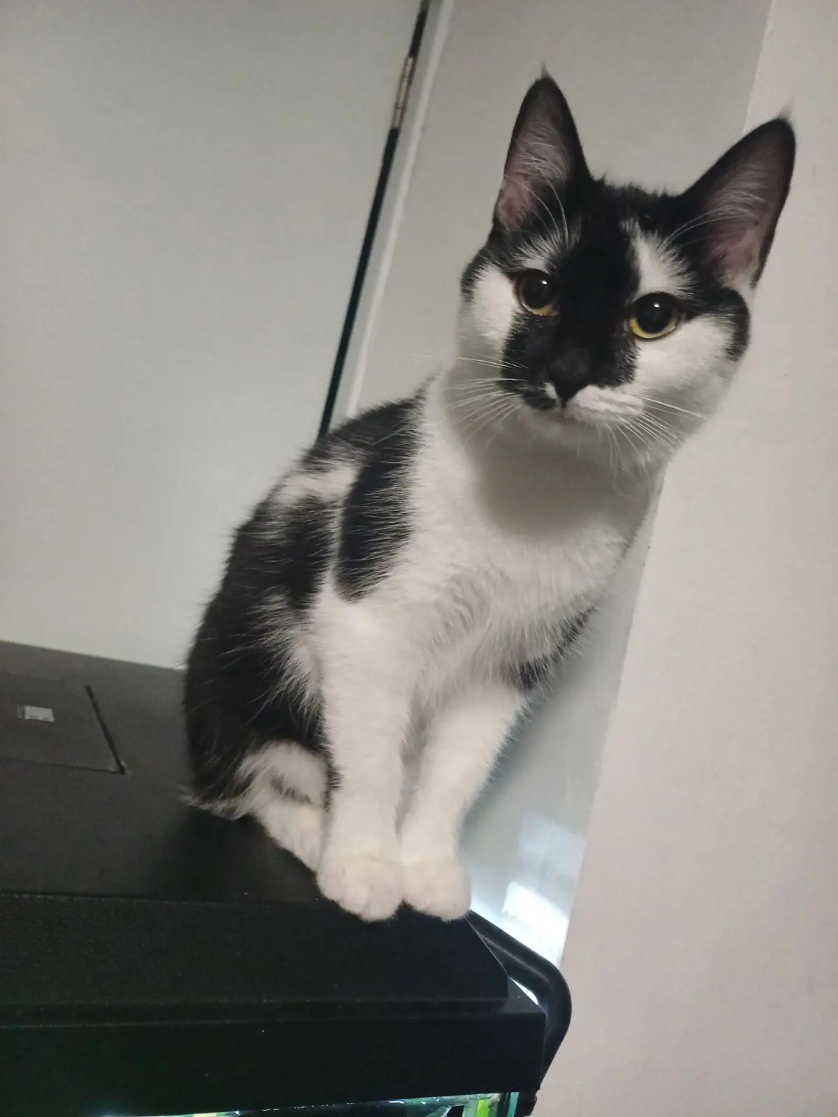 chatte lost   7390 Wasmuel Nakiya