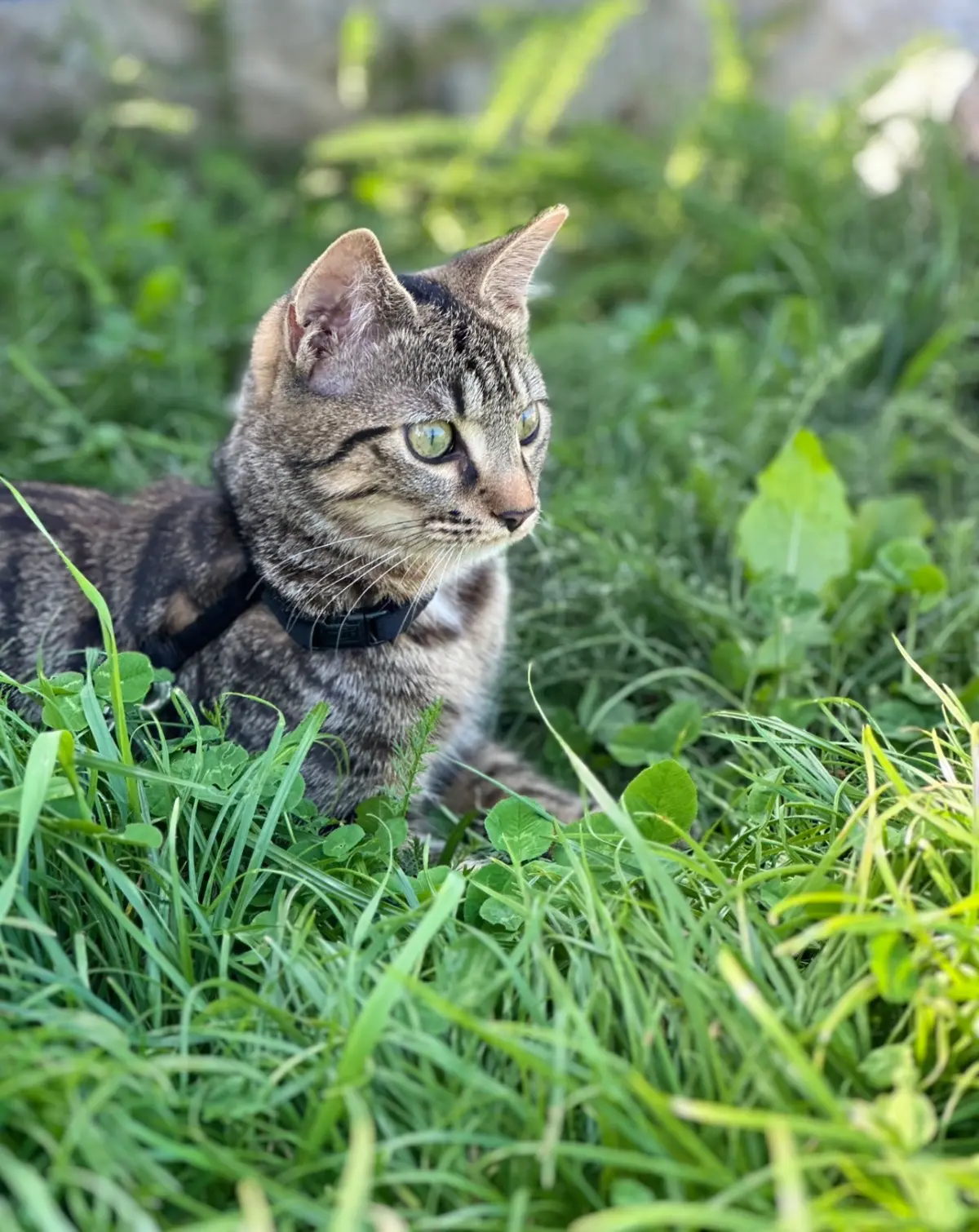 chatte lost   7301 Hornu Nala