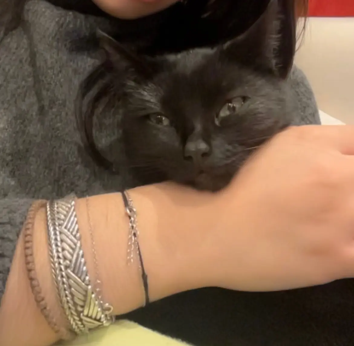 chatte lost   7333 Tertre Nora