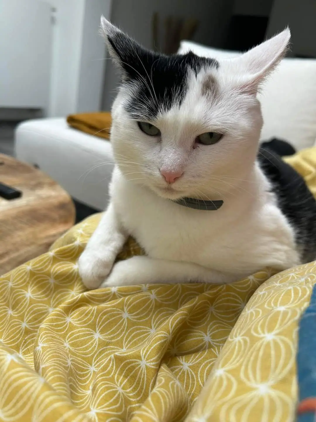 chatte lost   7390 Quaregnon Pookie