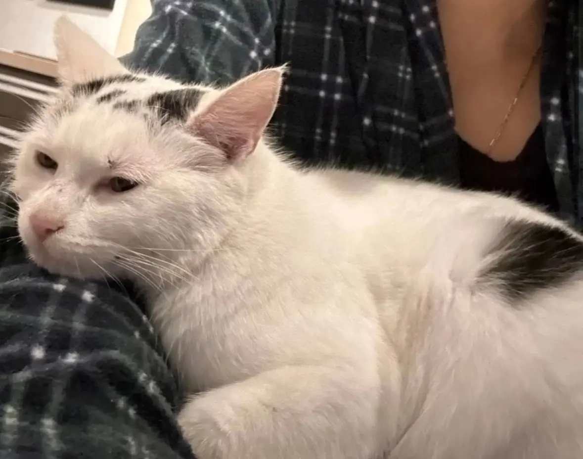 chatte lost   7080 La Bouverie Summer