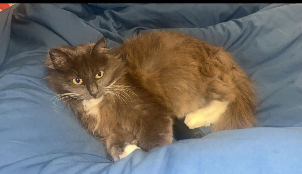 chatte lost   7390 Quaregnon Tequila