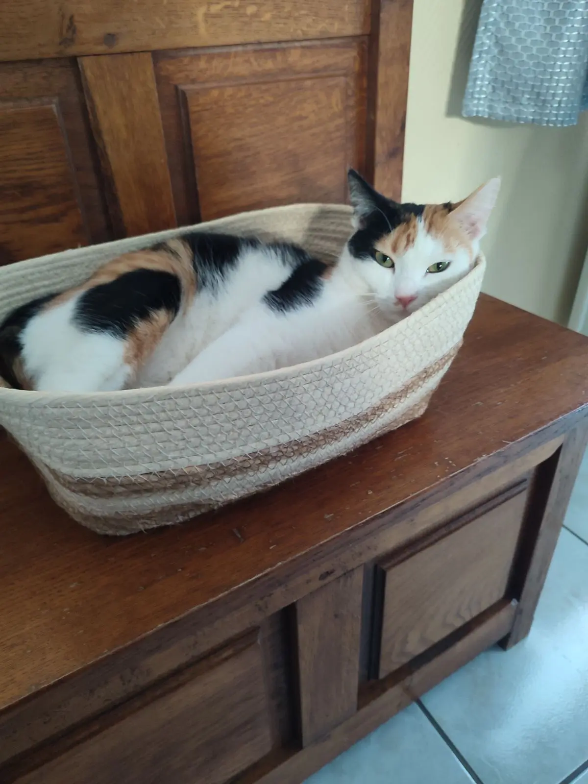 chatte lost   7040 Aulnois Vani