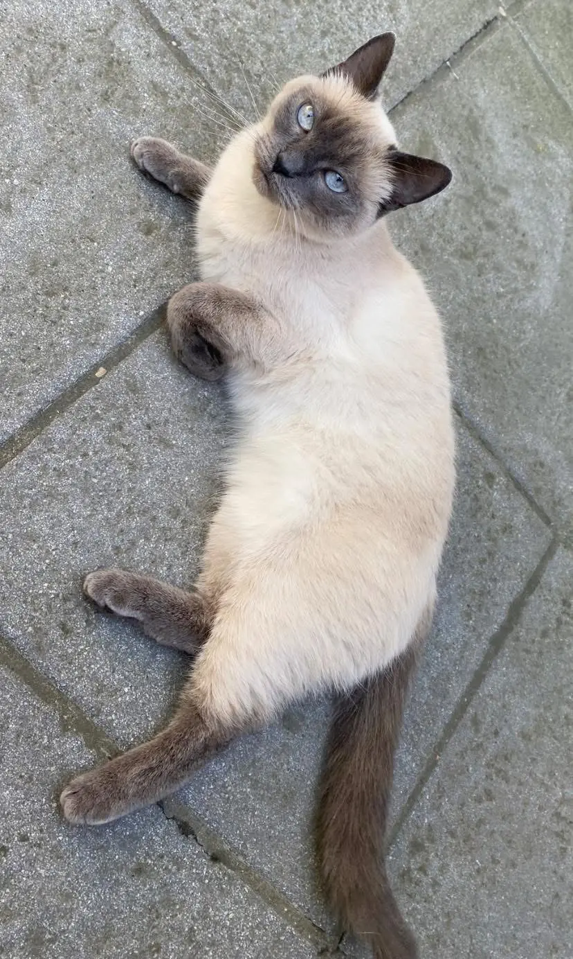 chatte lost   7340 Wasmes Vava
