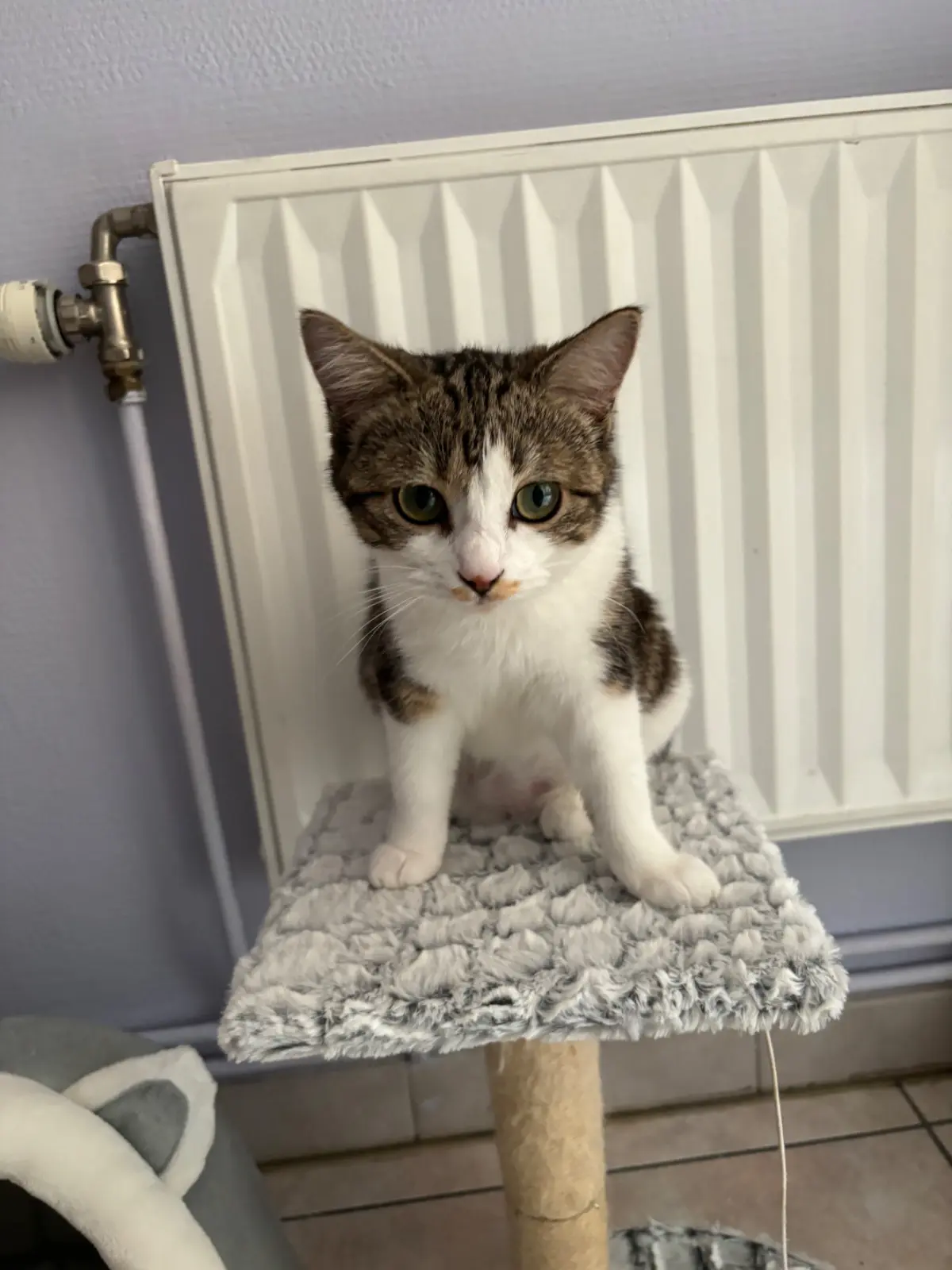 chatte lost   7170 Manage Crevette
