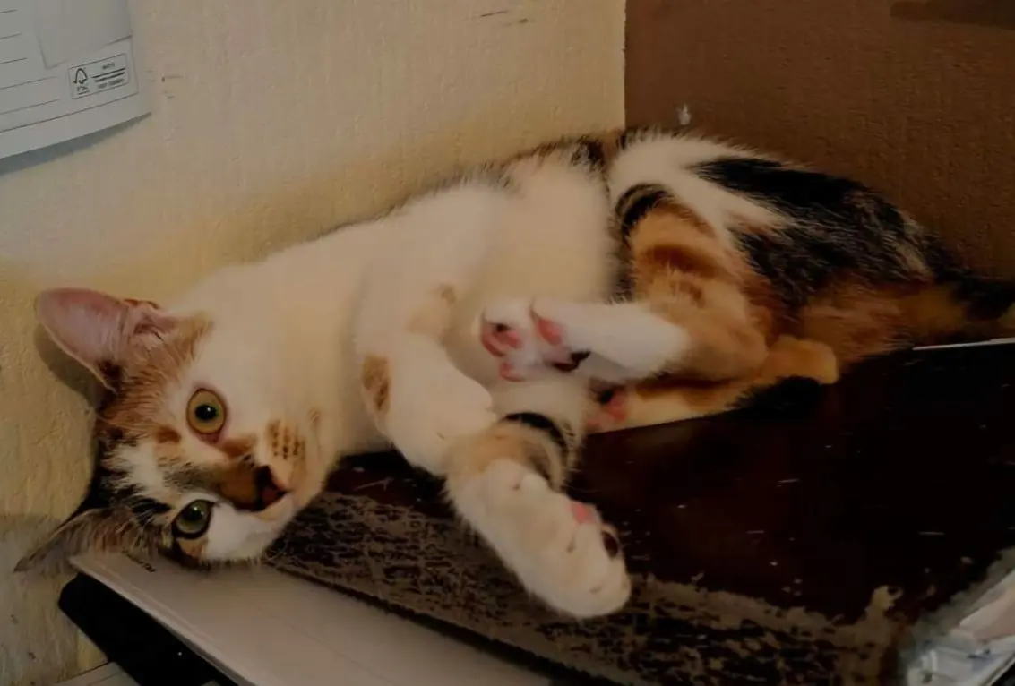 chatte lost    Soignies Ecaille