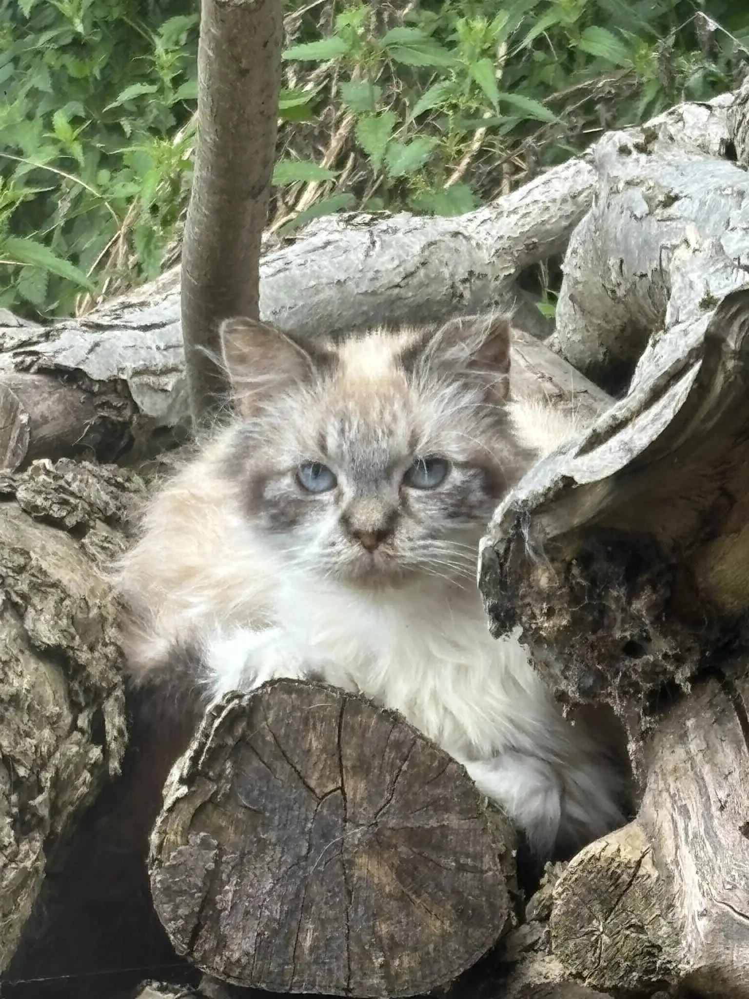chatte lost    Soignies Jessica