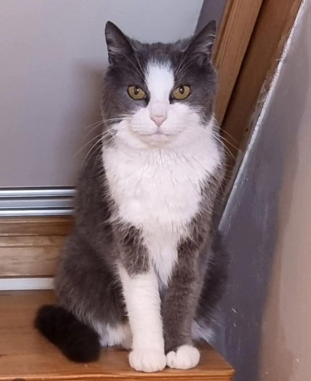 chatte lost    Soignies Laïla