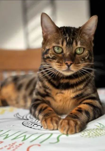 chatte lost    Soignies Lexi