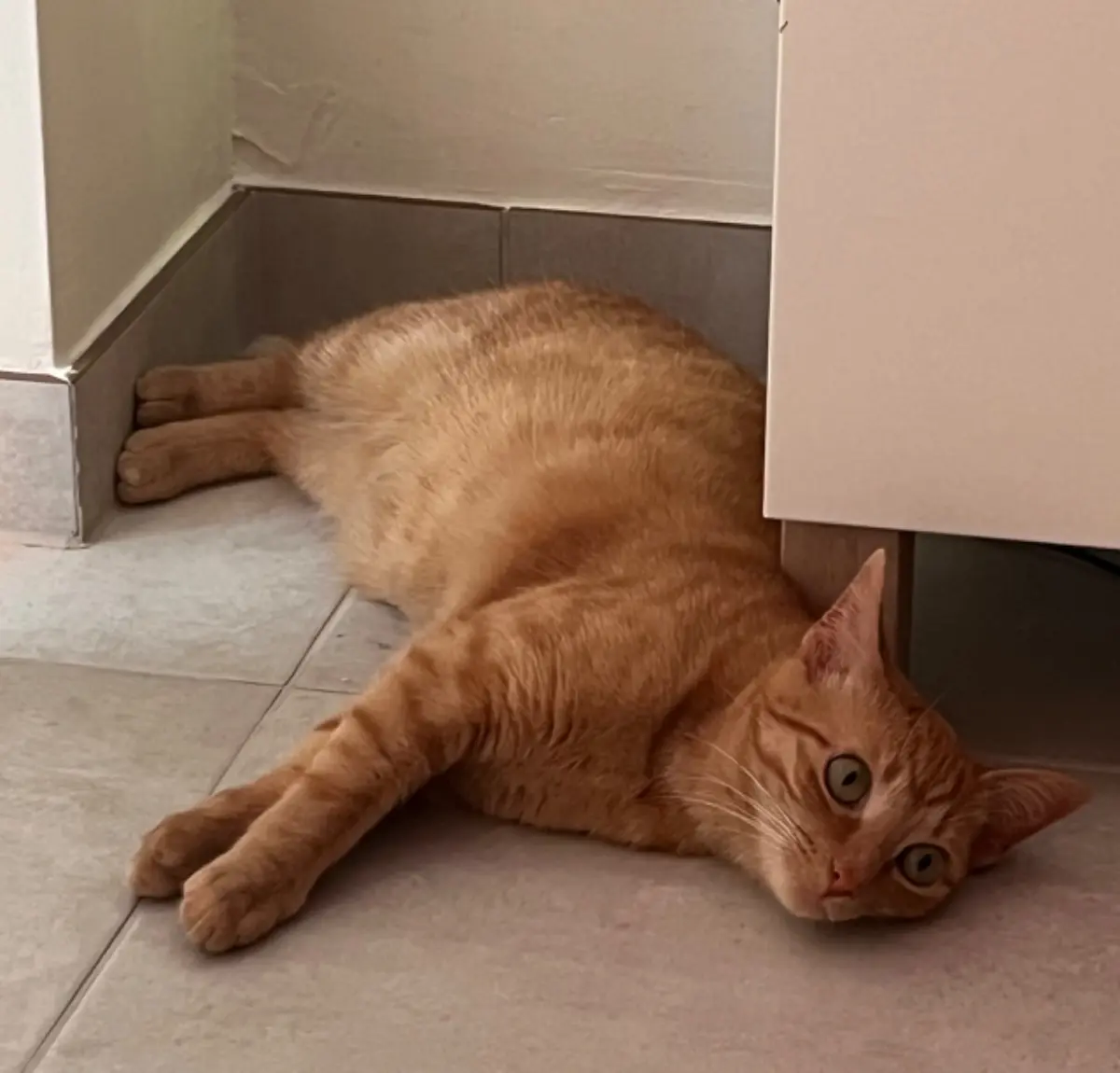chatte lost   7090 Braine-le-Comte Ulca