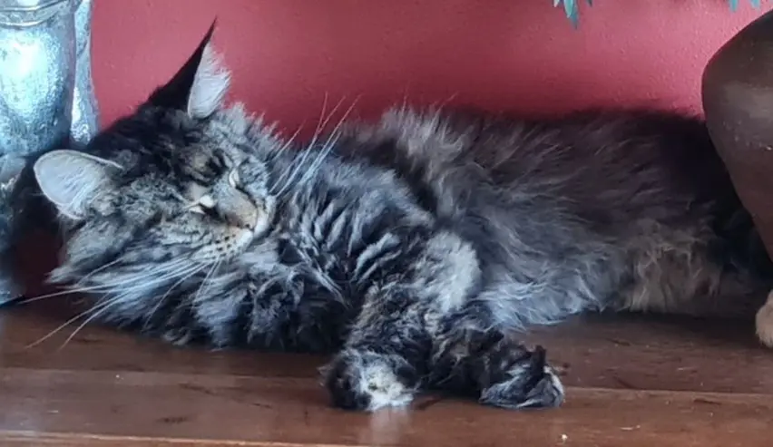 chatte lost   7060 Horrues Umbrella dite memène
