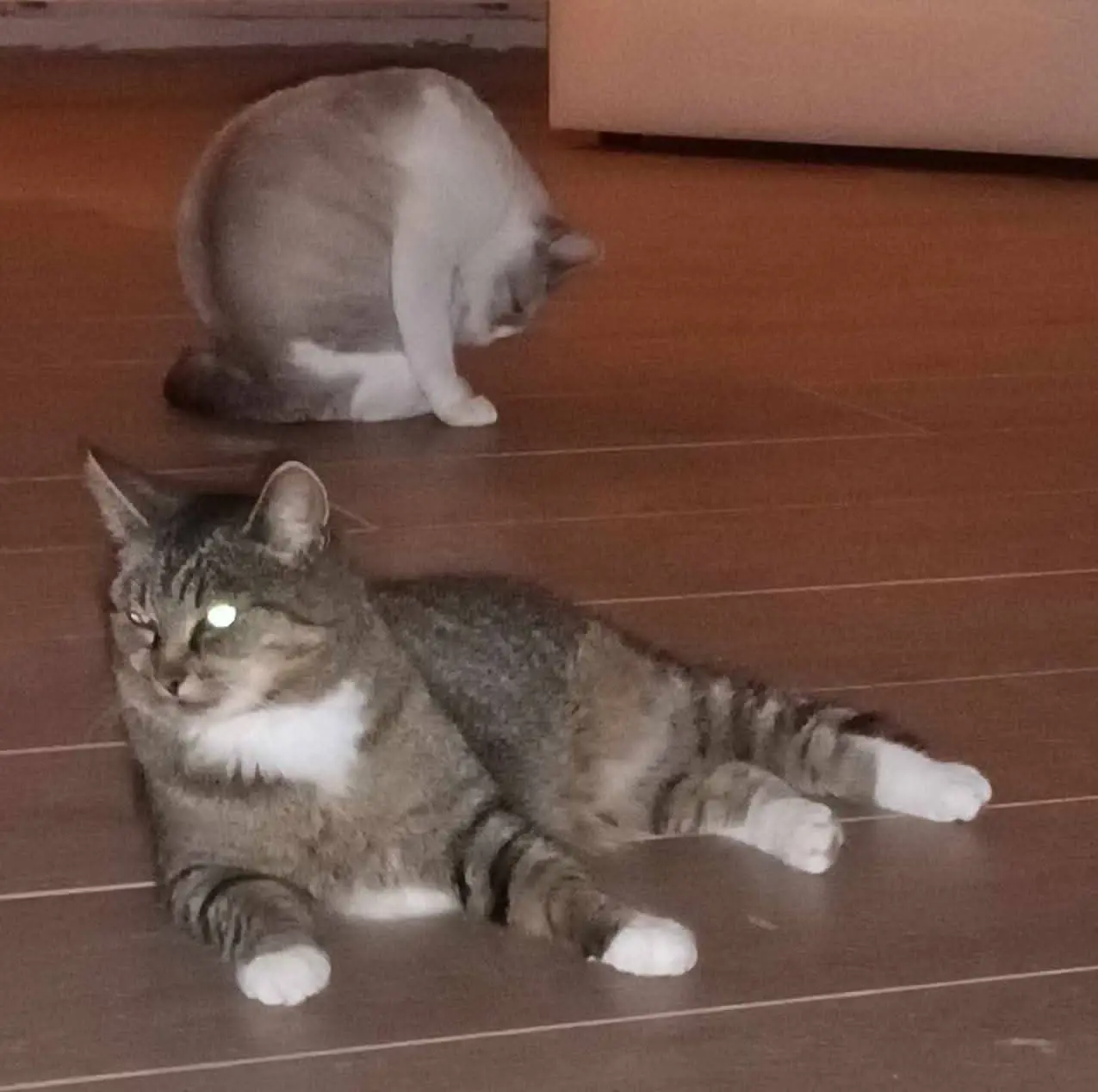 chatte lost   6120 Nalinnes Chaussette