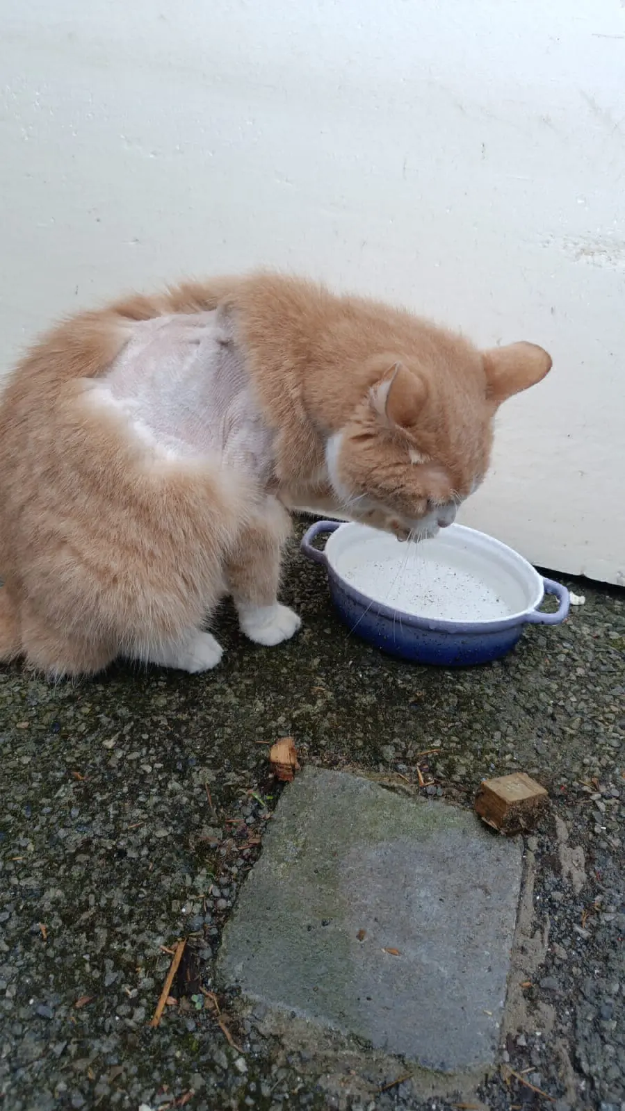 chatte lost  Chemin Saint-Eloi 6560 Solre-sur-Sambre Mimou