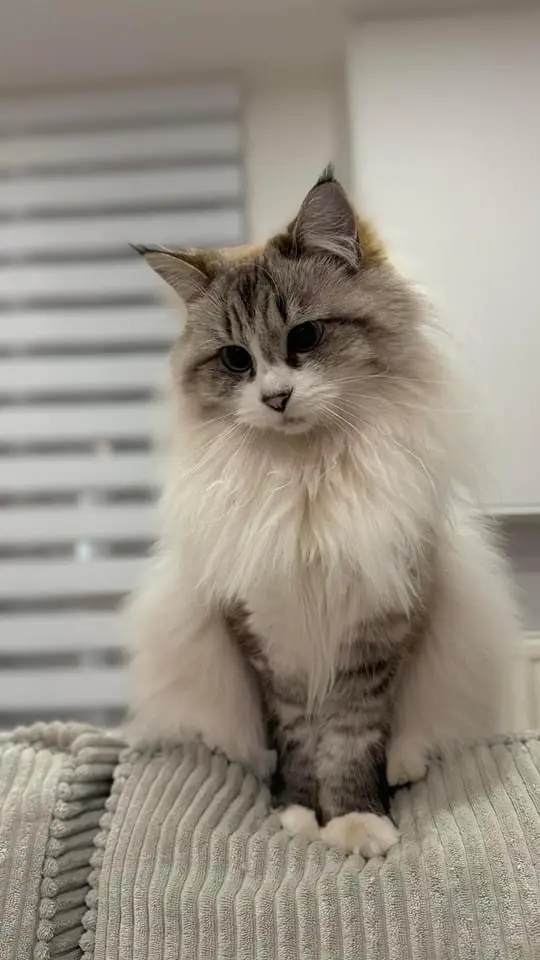 chatte lost   6150  Ruby
