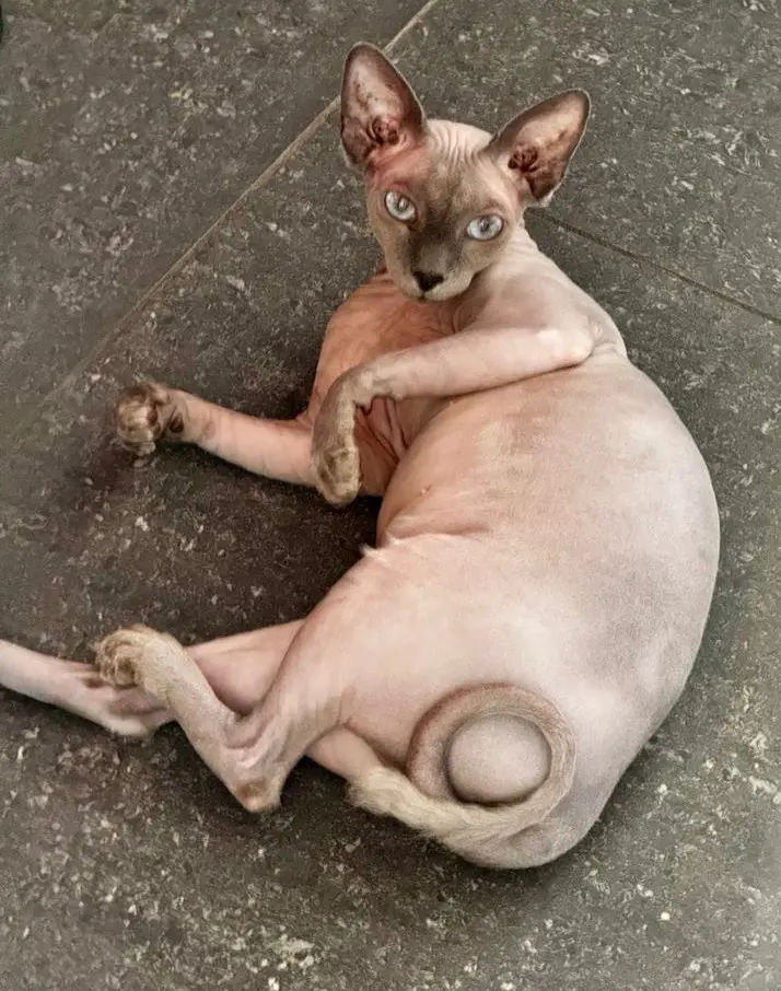chatte lost   6150  Tanit