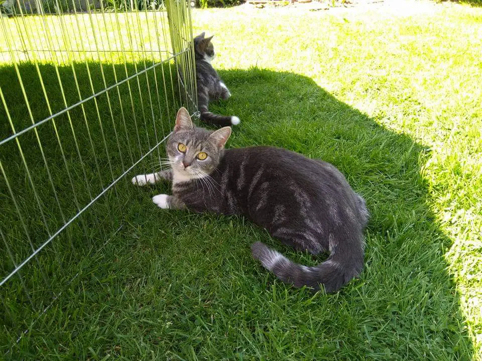 chatte lost     Bobette