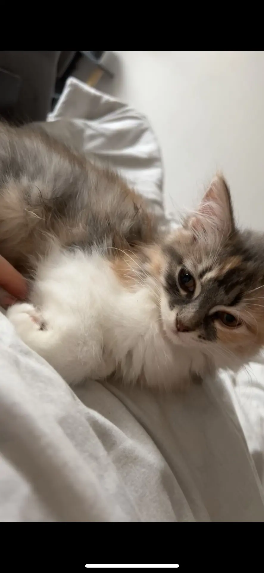 chatte lost    Mouscron Cannelle