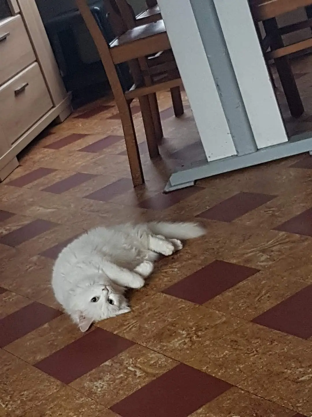 chatte lost    Mouscron Daisy