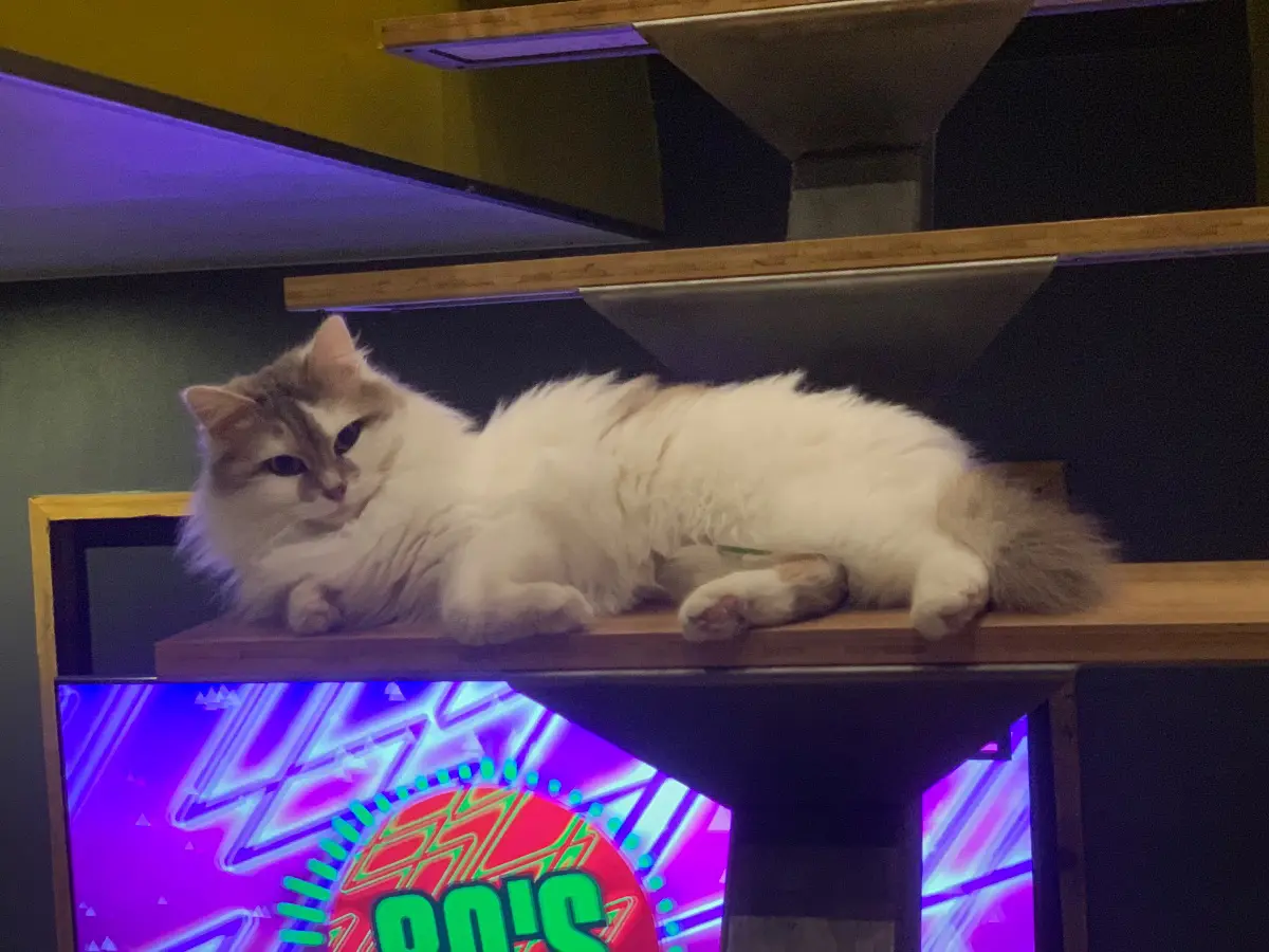 chatte lost     Ditha